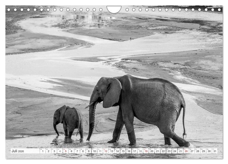 Produktbild: Emotionale Momente: Elefanten in black & white (Wandkalender 2026 DIN A4 quer), CALVENDO Monatskalender