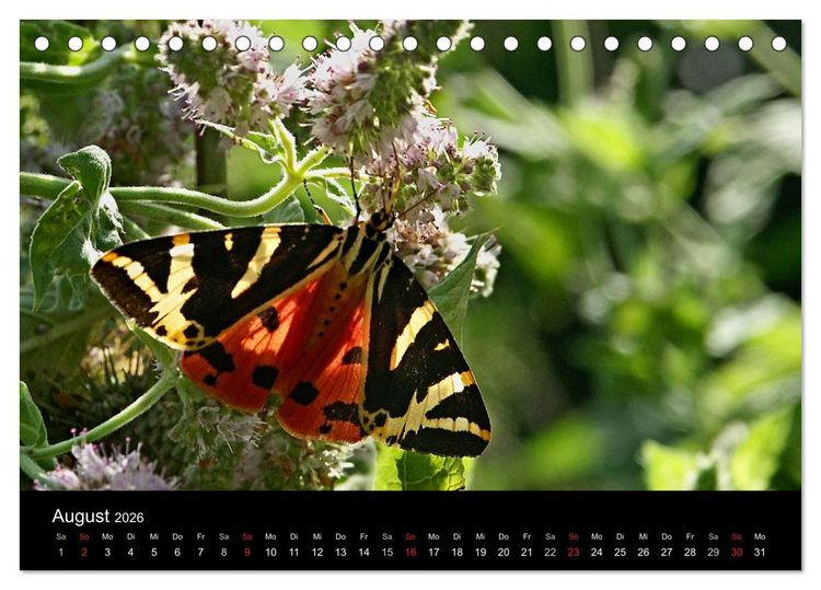 Produktbild: Heimische Schmetterlinge (Tischkalender 2026 DIN A5 quer), CALVENDO Monatskalender