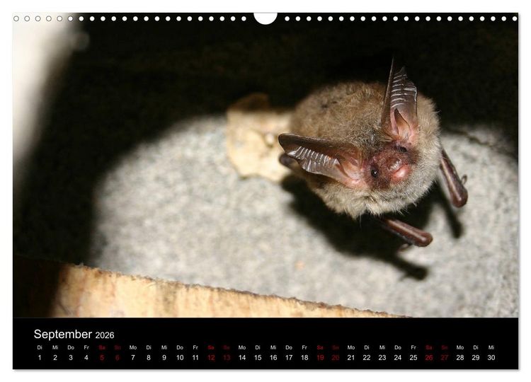 Produktbild: Flederm&auml;use - J&auml;ger der Nacht (Wandkalender 2026 DIN A3 quer), CALVENDO Monatskalender