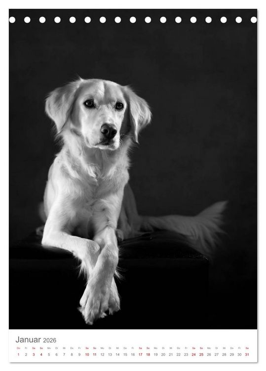 Produktbild: Fine Art Hundeportraits (Tischkalender 2026 DIN A5 hoch), CALVENDO Monatskalender