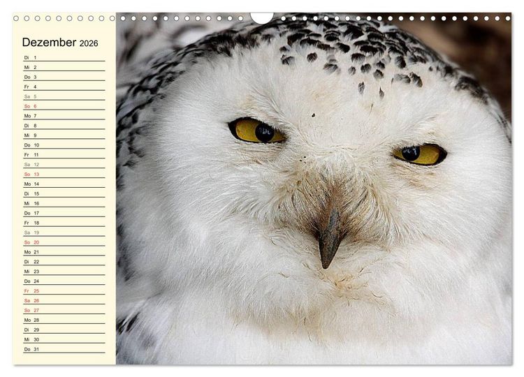 Produktbild: Greifv&ouml;gel (Wandkalender 2026 DIN A3 quer), CALVENDO Monatskalender