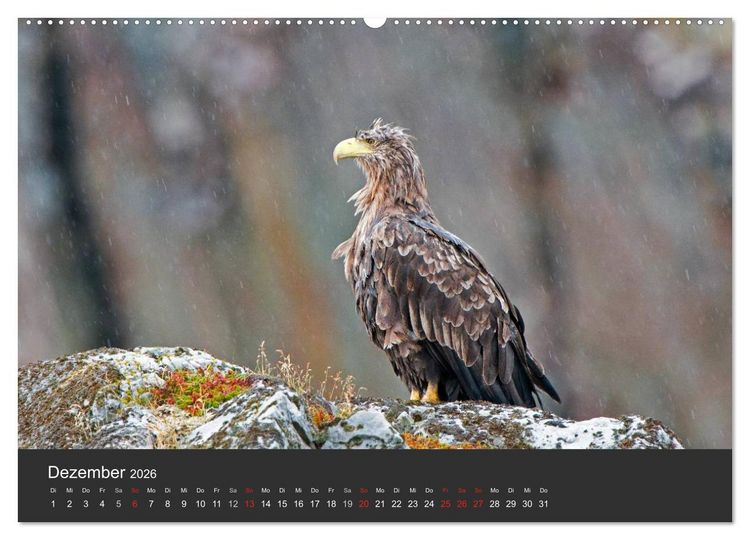 Produktbild: V&ouml;gel im Norden Europas (hochwertiger Premium Wandkalender 2026 DIN A2 quer), Kunstdruck in Hochglanz