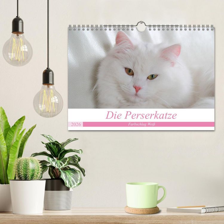 Produktbild: Die Perserkatze - Farbschlag Wei&szlig; (Wandkalender 2026 DIN A4 quer), CALVENDO Monatskalender