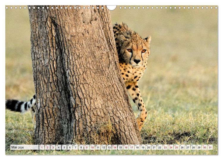 Produktbild: Faszinaton Afrika: Geparde (Wandkalender 2026 DIN A3 quer), CALVENDO Monatskalender