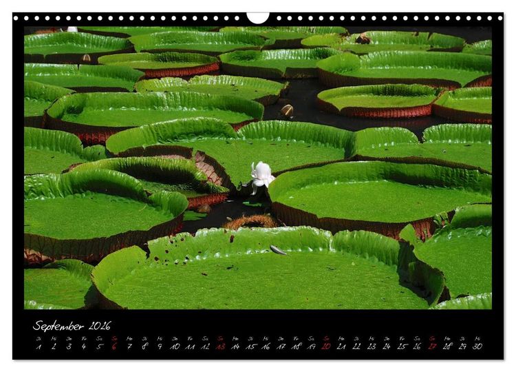 Produktbild: Mauritius (Wandkalender 2026 DIN A3 quer), CALVENDO Monatskalender