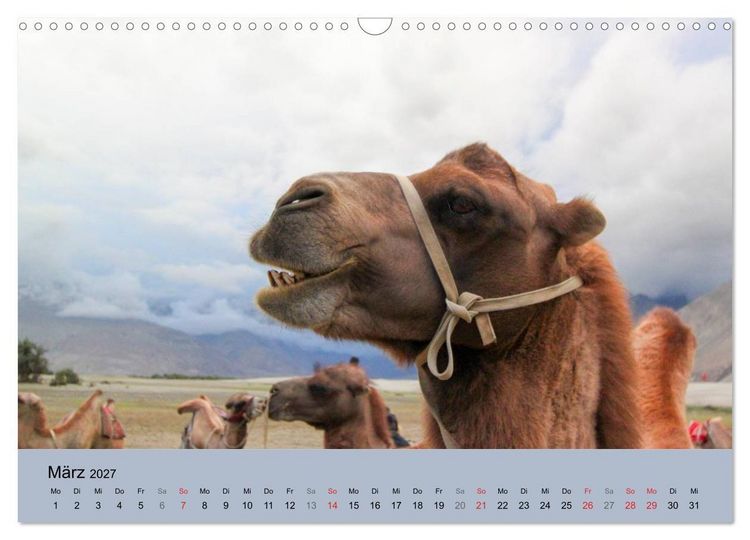 Produktbild: Kamel Portr&auml;t (Wandkalender 2027 DIN A3 quer), CALVENDO Monatskalender