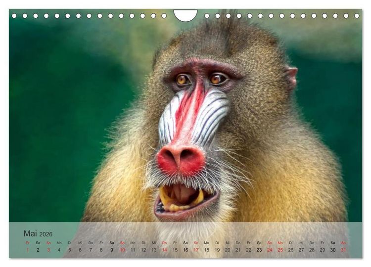 Produktbild: Afrikas sch&ouml;ne Tierwelt (Wandkalender 2026 DIN A4 quer), CALVENDO Monatskalender