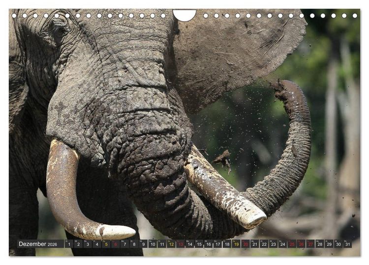 Produktbild: Wildtierparadies Afrika - Eine Foto-Reise durch die Savannen (Wandkalender 2026 DIN A4 quer), CALVENDO Monatskalender