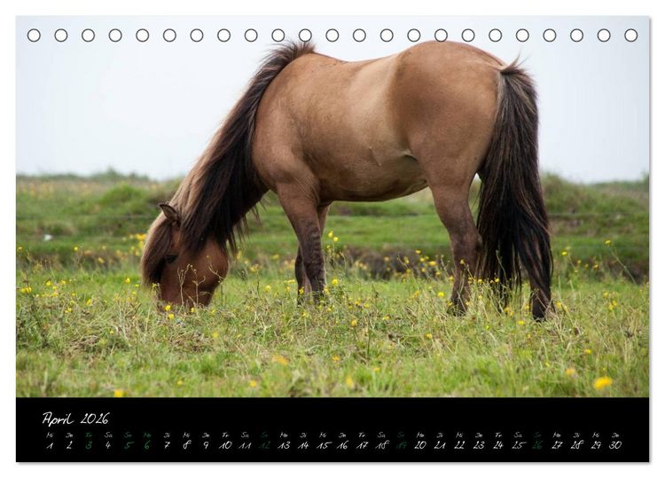 Produktbild: Charakterk&ouml;pfe Islandpferde (Tischkalender 2026 DIN A5 quer), CALVENDO Monatskalender