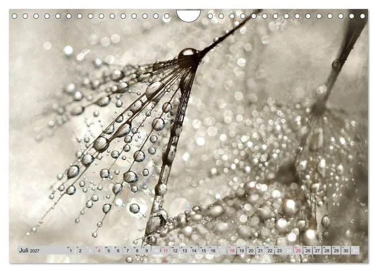 Produktbild: PusteblumenZauber (Wandkalender 2027 DIN A4 quer), CALVENDO Monatskalender