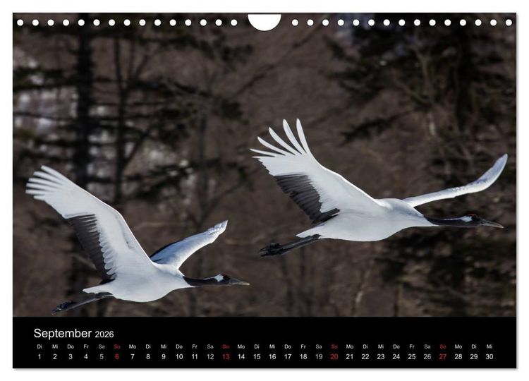 Produktbild: Mandschurenkraniche (Wandkalender 2026 DIN A4 quer), CALVENDO Monatskalender