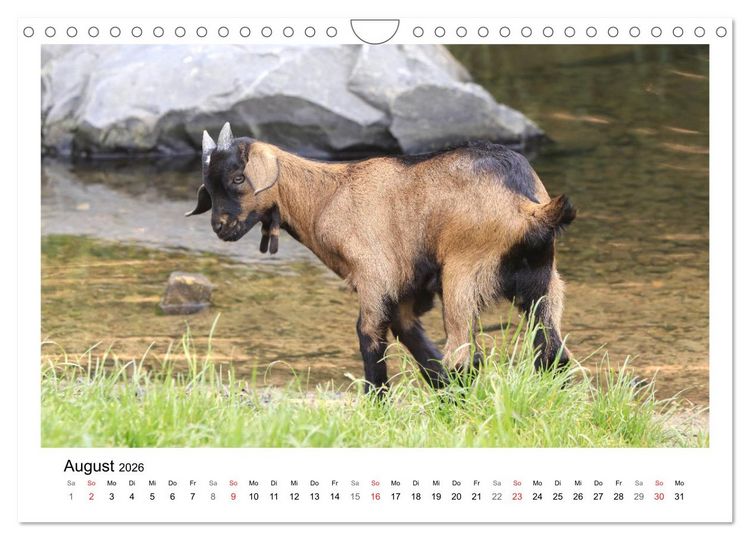 Produktbild: Wer zickt denn da? - Zicklein-Edition (Wandkalender 2026 DIN A4 quer), CALVENDO Monatskalender