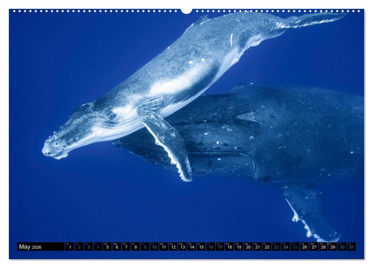 Produktbild: A Whale of a Year (High Quality Premium Wall Calendar 2026 DIN A2 landscape),CALVENDO 12 Month Wall Calendar
