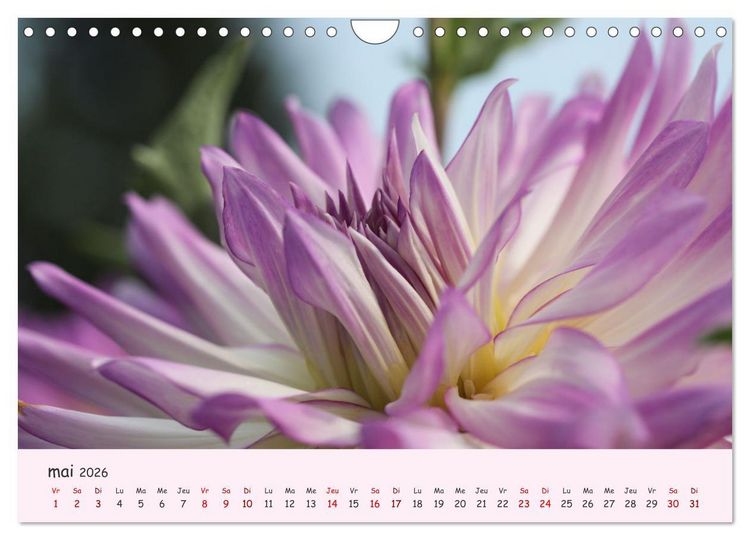 Produktbild: Les Dahlias en pleine floraison (Calendrier mural 2026 DIN A4 vertical), CALVENDO calendrier mensuel