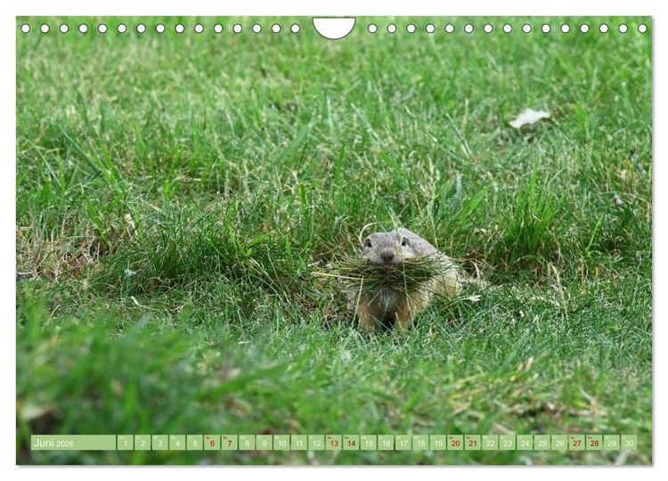 Produktbild: Ziesel im Burgenland (Wandkalender 2026 DIN A4 quer), CALVENDO Monatskalender