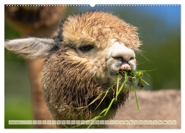 Produktbild: Alpakas im Portrait (Wandkalender 2026 DIN A2 quer), CALVENDO Monatskalender