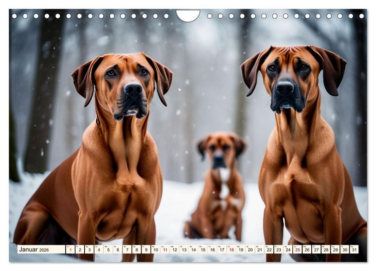 Produktbild: Rhodesian Ridgeback - Athlet mit R&uuml;ckenkamm (Wandkalender 2026 DIN A4 quer), CALVENDO Monatskalender