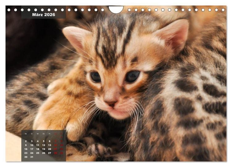 Produktbild: Bengal K&auml;tzchen (Wandkalender 2026 DIN A4 quer), CALVENDO Monatskalender