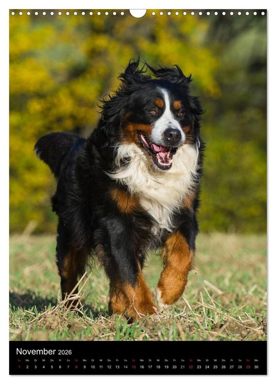 Produktbild: Faszination Berner Sennenhund (Wandkalender 2026 DIN A3 hoch), CALVENDO Monatskalender