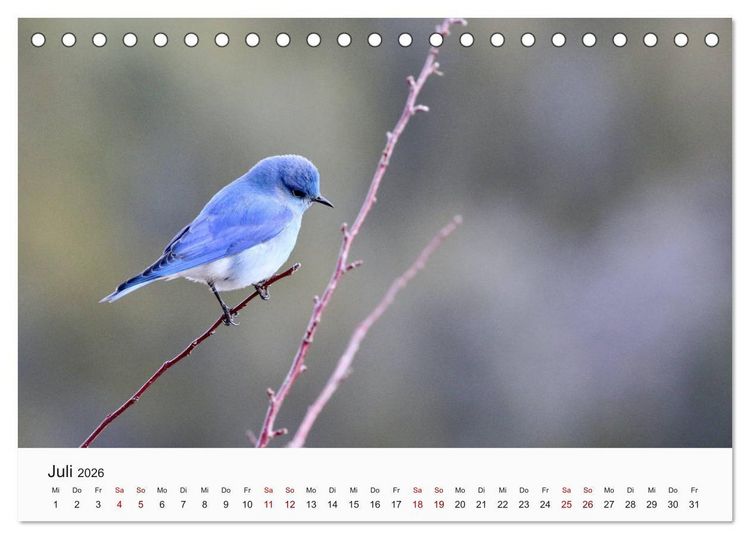 Produktbild: V&ouml;gel - Die K&ouml;nige der L&uuml;fte (Tischkalender 2026 DIN A5 quer), CALVENDO Monatskalender