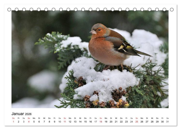 Produktbild: Heimische Gartenv&ouml;gel - Gefiederte Freunde (Tischkalender 2026 DIN A5 quer), CALVENDO Monatskalender