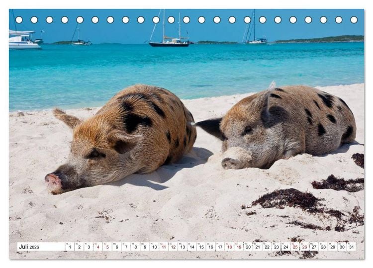 Produktbild: Schweine im Dauerurlaub auf den Bahamas! (Tischkalender 2026 DIN A5 quer), CALVENDO Monatskalender