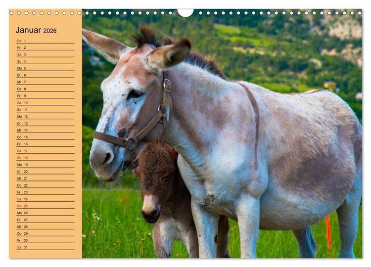 Produktbild: Liebenswerte Esel (Wandkalender 2026 DIN A3 quer), CALVENDO Monatskalender