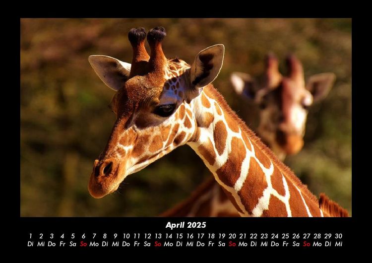 Produktbild: Giraffen 2025 Fotokalender DIN A3