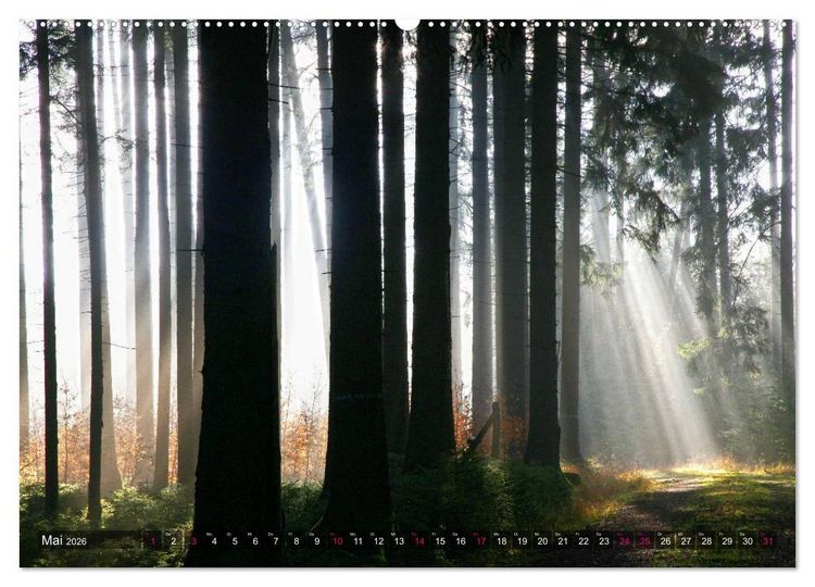 Produktbild: Erleuchtung im Wald (hochwertiger Premium Wandkalender 2026 DIN A2 quer), Kunstdruck in Hochglanz