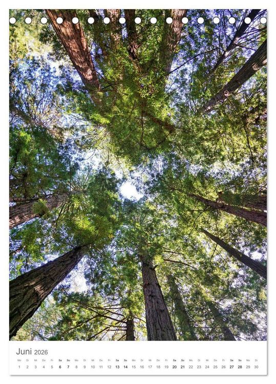 Produktbild: Wald - bezaubernde Landschaften (Tischkalender 2026 DIN A5 hoch), CALVENDO Monatskalender