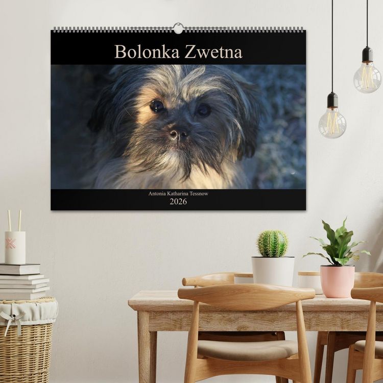 Produktbild: Bolonka Zwetna 2026 (Wandkalender 2026 DIN A2 quer), CALVENDO Monatskalender