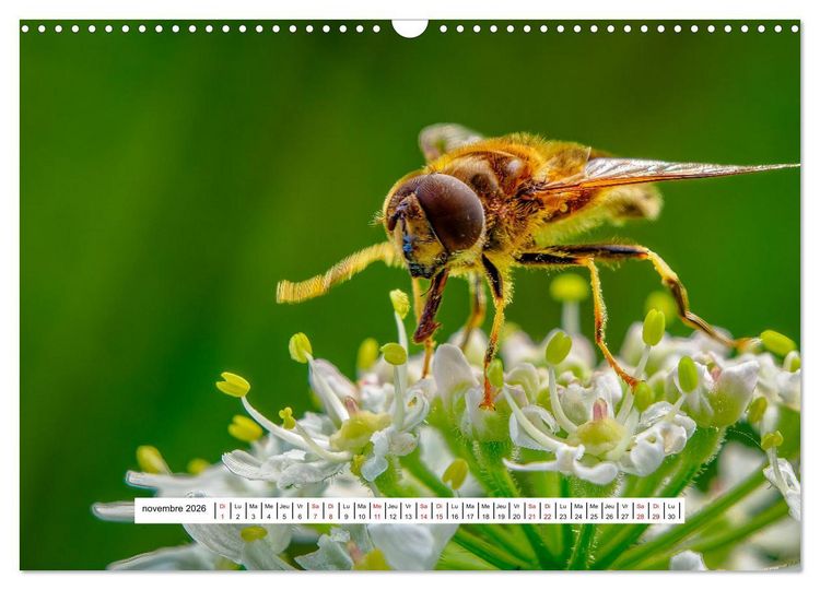 Produktbild: La vie de nos prairies - Les gu&ecirc;pes et les abeilles (Calendrier mural 2026 DIN A3 vertical), CALVENDO calendrier mensuel