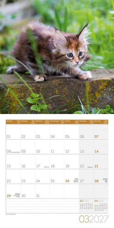 Produktbild: Katzen Kalender 2027 - 30x30 - Art12