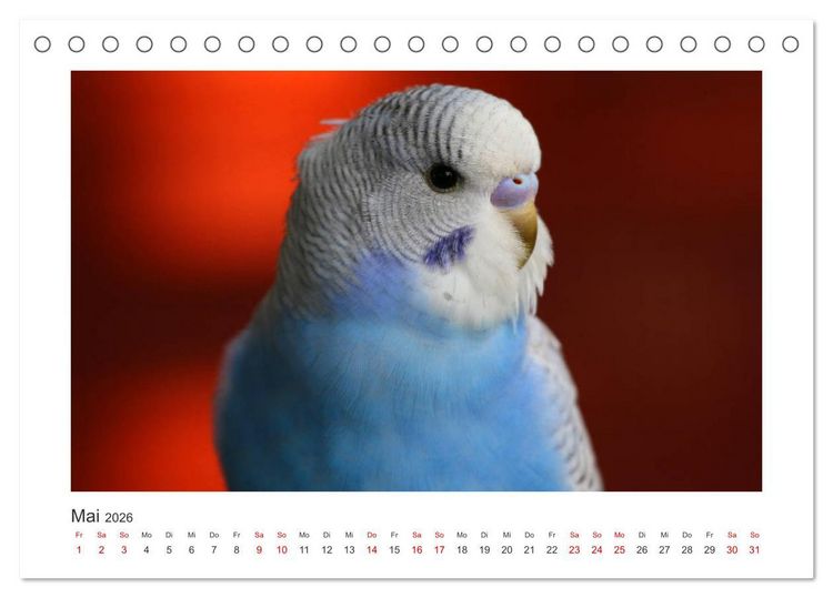 Produktbild: Wellensittichkalender! - Das Original (Tischkalender 2026 DIN A5 quer), CALVENDO Monatskalender