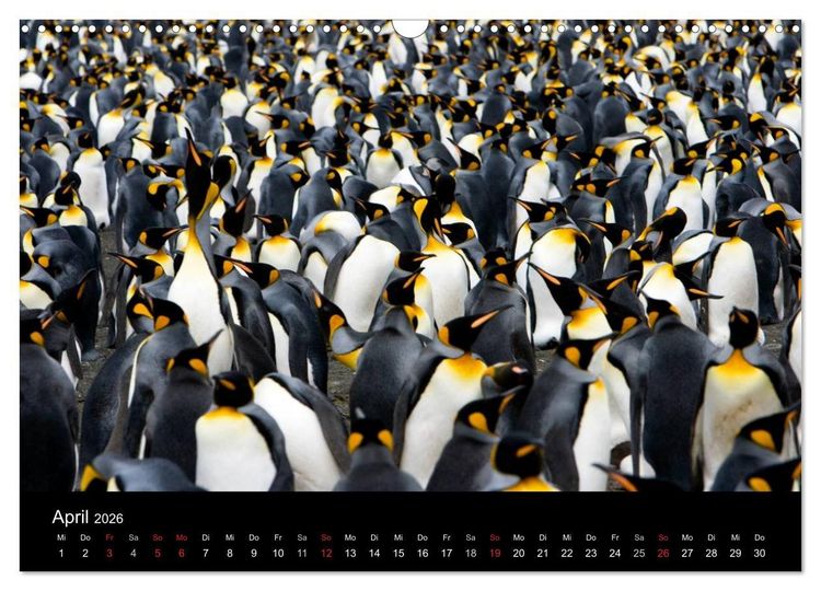 Produktbild: Antarktis 68&deg; S&uuml;d (Wandkalender 2026 DIN A3 quer), CALVENDO Monatskalender