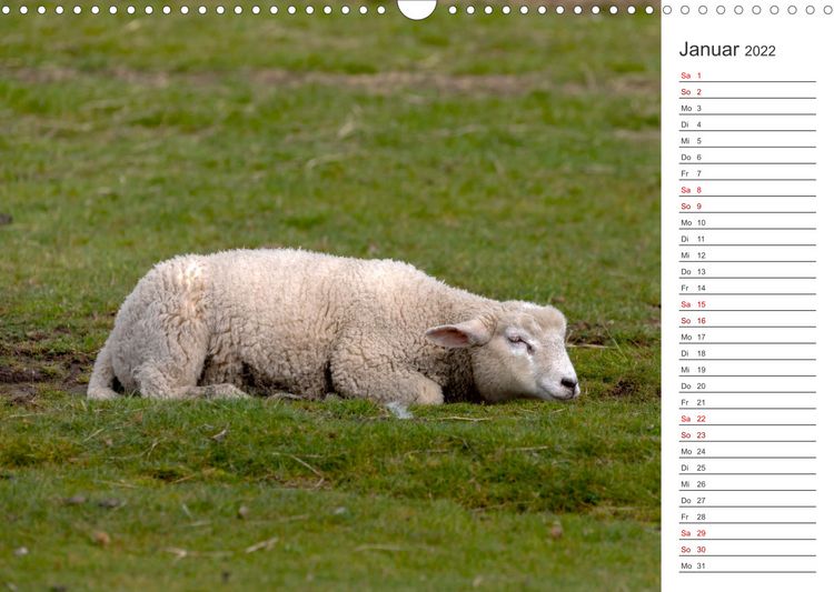 Produktbild: Deichschafe (Wandkalender 2022 DIN A3 quer)