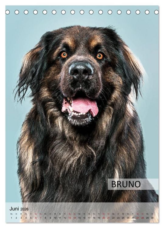Produktbild: Hundekalender - Hunderassen im Portrait (Tischkalender 2026 DIN A5 hoch), CALVENDO Monatskalender