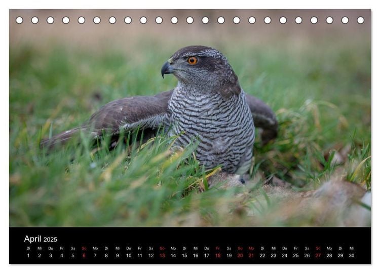 Falknerei Der Habicht (Tischkalender 2025 DIN A5 quer), CALVENDO Monatskalender