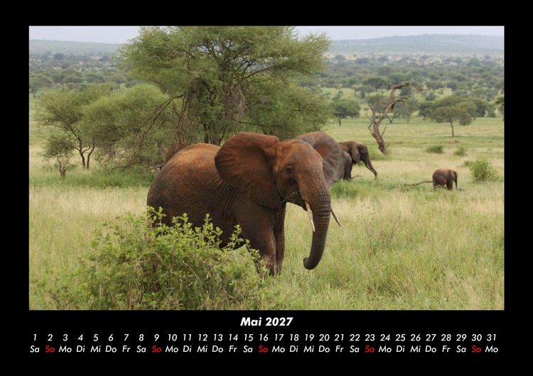 Produktbild: Der Elefantenkalender 2027 Fotokalender DIN A3
