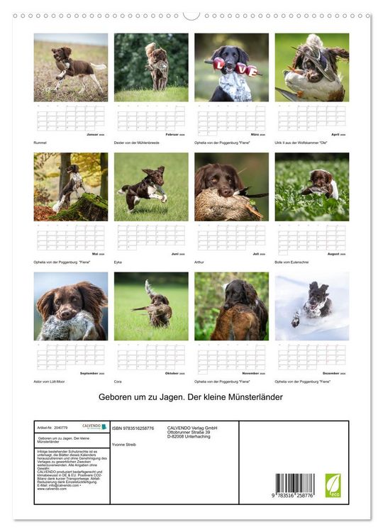 Produktbild: Geboren um zu Jagen. Der kleine M&uuml;nsterl&auml;nder (hochwertiger Premium Wandkalender 2026 DIN A2 hoch), Kunstdruck in Hochglanz