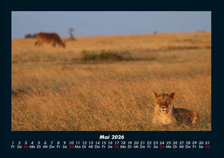 Produktbild: L&ouml;wen in der Wildnis 2026 Fotokalender DIN A4