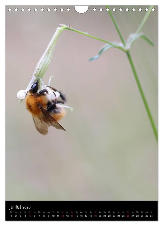 Produktbild: Les abeilles et bourdons de Provence (Calendrier mural 2026 DIN A4 horizontal), CALVENDO calendrier mensuel