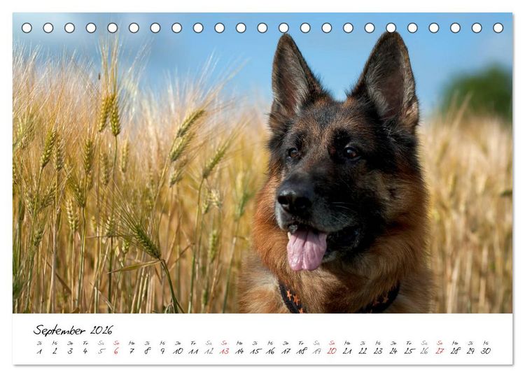Produktbild: Deutsche Sch&auml;ferhunde - Traumhunde (Tischkalender 2026 DIN A5 quer), CALVENDO Monatskalender