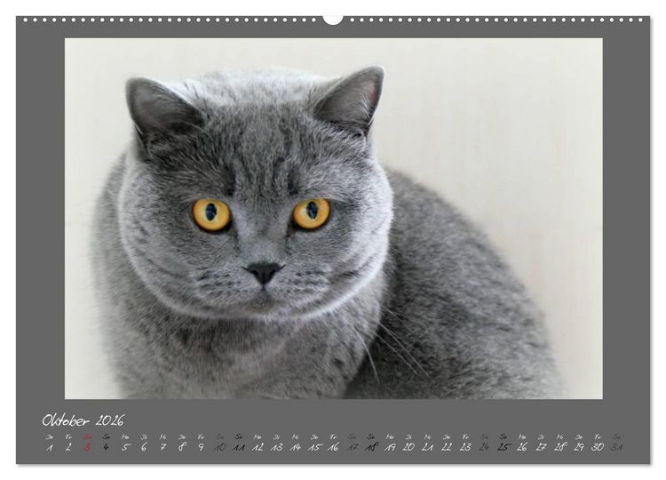 Produktbild: GRAUE ENGEL Britischkurzhaar-Katzen (Wandkalender 2026 DIN A2 quer), CALVENDO Monatskalender