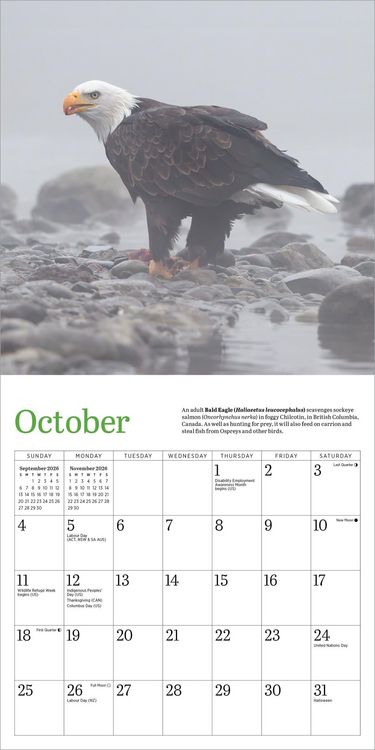 Produktbild: Audubon Eagles Mini Wall Calendar 2026