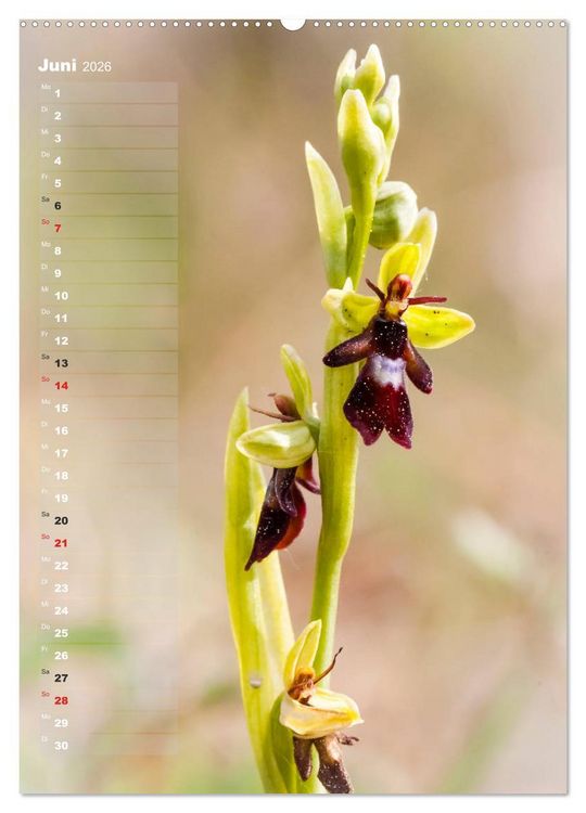 Produktbild: Auf der Suche nach Orchideen in Deutschland (Wandkalender 2026 DIN A2 hoch), CALVENDO Monatskalender