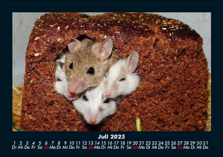Produktbild: Haustierkalender 2025 Fotokalender DIN A5