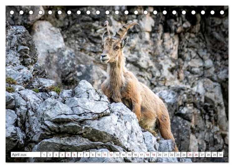 Produktbild: Steinb&ouml;cke - Majest&auml;tische Tiere der Alpen (Tischkalender 2026 DIN A5 quer), CALVENDO Monatskalender