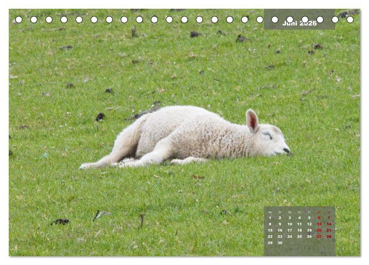 Produktbild: Naturparadies Nordstrand und Beltringharder Koog (Tischkalender 2026 DIN A5 quer), CALVENDO Monatskalender