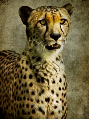 Produktbild: CALVENDO Puzzle Gepard | 1000 Teile Lege-Gr&ouml;&szlig;e 64x48cm Foto-Puzzle f&uuml;r gl&uuml;ckliche Stunden